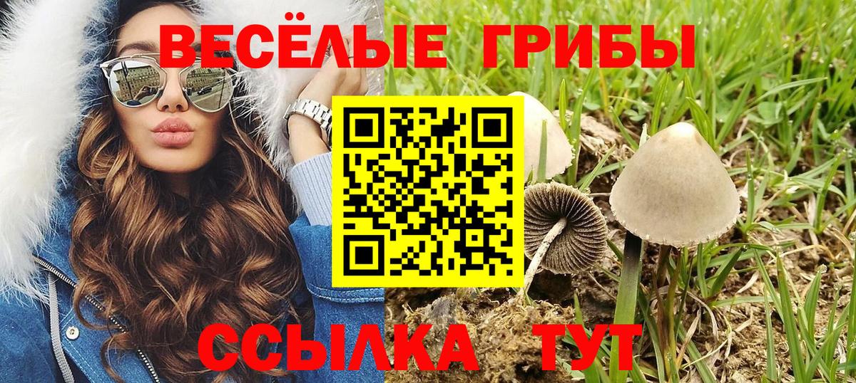 Псилоцибиновые грибы Psilocybine cubensis Выборг